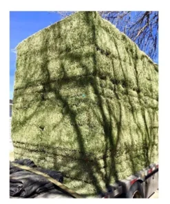 Alternative view of ALFALFA HAY BALE PREMIUM STANDARD FOR SALE