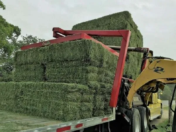 ALFALFA HAY BALE PREMIUM STANDARD FOR SALE - Image 4