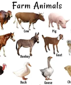 LIVESTOCK FARM ANIMALS FOR SALE
