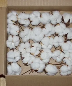 RAW COTTON FOR SALE