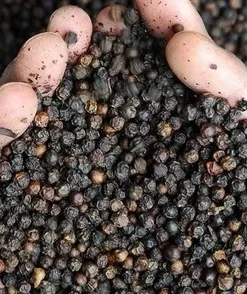 WHOLE BLACK PEPPER